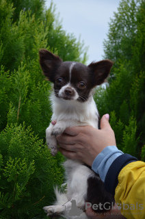 Zdjęcie №1. chihuahua (rasa psów) - na sprzedaż w Krasnodar | 3094zł | Zapowiedź №13735