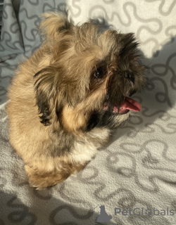 Zdjęcie №4. Sprzedam shih tzu w Ozorków. hodowca - cena - 1200zł