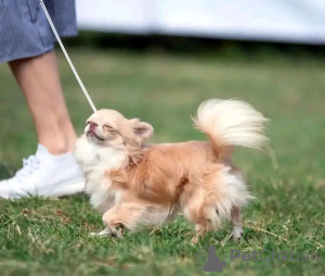 Zdjęcie №4. Sprzedam chihuahua (rasa psów) w Paryż. hodowca - cena - negocjowane