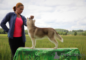 Zdjęcie №1. husky syberyjski - na sprzedaż w Petersburg | negocjowane | Zapowiedź №7203