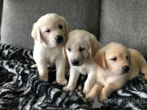 Zdjęcie №3. Wunderschöne Golden Retriever Welpen zur Adopcja. Niemcy