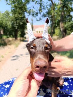 Zdjęcie №3. Szczenięta dobermana obu płci. Serbia