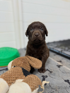 Zdjęcie №1. labrador retriever - na sprzedaż w Monachium | negocjowane | Zapowiedź №171252