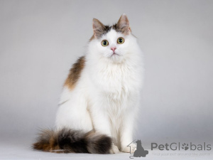 Zdjęcie №3. Uczula strefa, nastoletni kotek, dziewczyna, trzy przepływy.. Federacja Rosyjska