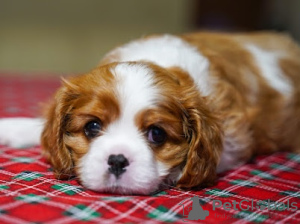 Zdjęcie №2 do zapowiedźy № 93587 na sprzedaż  cavalier king charles spaniel - wkupić się Niemcy prywatne ogłoszenie