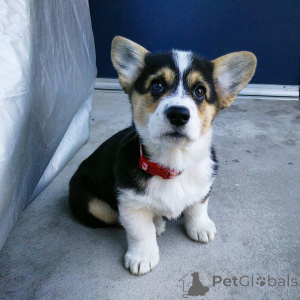 Zdjęcie №1. welsh corgi - na sprzedaż w Silkeborg | 7654zł | Zapowiedź №168443