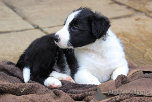 Zdjęcie №1. border collie - na sprzedaż w Mlada Boleslav | 5740zł | Zapowiedź №172829