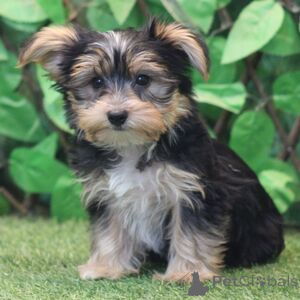 Zdjęcie №1. yorkshire terrier - na sprzedaż w Alken | 1674zł | Zapowiedź №151393