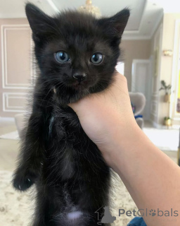 Zdjęcie №4. Sprzedam scottish straight w Ryga. prywatne ogłoszenie - cena - 1196zł