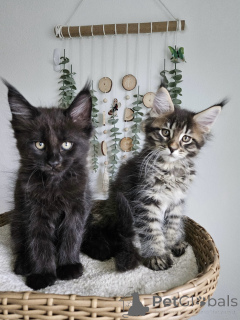 Zdjęcie №1. maine coon - na sprzedaż w Monachium | negocjowane | Zapowiedź № 177874