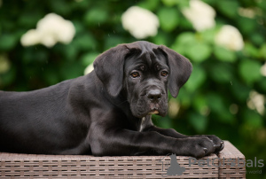 Zdjęcie №2 do zapowiedźy № 64553 na sprzedaż  cane corso - wkupić się Łotwa od żłobka