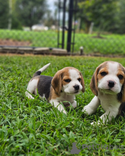 Dodatkowe zdjęcia: szczenięta rasy beagle szukają nowych domów