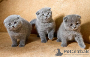 Zdjęcie №1. scottish fold - na sprzedaż w Дублин | 1046zł | Zapowiedź № 124260