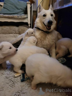 Zdjęcie №2 do zapowiedźy № 158938 na sprzedaż  owczarek niemiecki - wkupić się Czarnogóra prywatne ogłoszenie