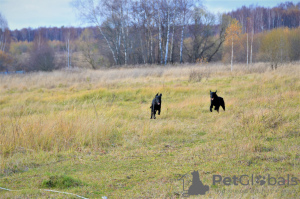 Dodatkowe zdjęcia: Szczeniak rasy prosto coated retriever