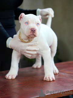 Zdjęcie №2 do zapowiedźy № 159137 na sprzedaż  amerykański pitbulterier - wkupić się Niemcy prywatne ogłoszenie