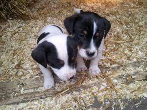 Zdjęcie №1. jack russell terrier - na sprzedaż w Манчестер | 1465zł | Zapowiedź №13483