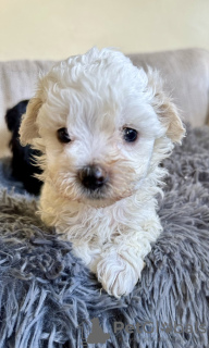 Zdjęcie №3. Szczeniak Maltipoo. USA