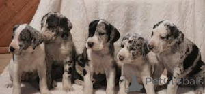 Zdjęcie №4. Sprzedam dog niemiecki w Cardiff.  - cena - negocjowane