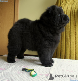 Zdjęcie №3. Szczeniaki Chow Chow. Szwecja