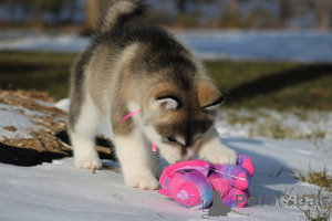 Zdjęcie №3. Piękne szczenięta Alaskan Malamute zarejestrowane w AKC. Słowenia