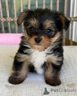 Zdjęcie №2 do zapowiedźy № 169346 na sprzedaż  yorkshire terrier - wkupić się Republika Czeska hodowca