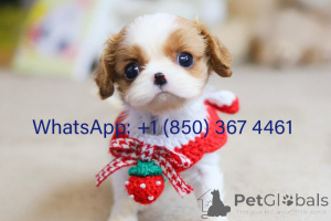 Zdjęcie №1. cavalier king charles spaniel - na sprzedaż w Chicago | negocjowane | Zapowiedź №153194