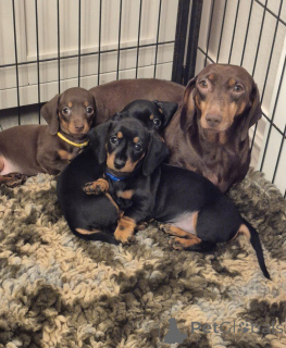 Zdjęcie №2 do zapowiedźy № 137196 na sprzedaż  pies nierasowy - wkupić się Austria hodowca