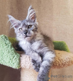 Zdjęcie №3. Maine Coon Kitten z drzewem genealogicznym. Niemcy