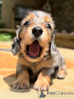 Zdjęcie №3. Szczenięta jamnika w domu. Szwajcaria