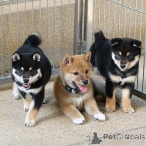 Zdjęcie №1. shiba - na sprzedaż w bordeaux | negocjowane | Zapowiedź №175540