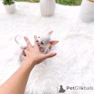 Zdjęcie №2 do zapowiedźy № 146228 na sprzedaż  chihuahua (rasa psów) - wkupić się Białoruś prywatne ogłoszenie, hodowca