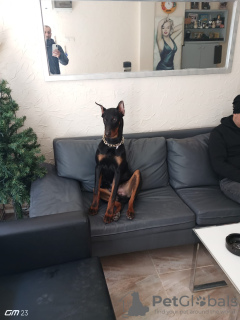 Zdjęcie №3. Oryginalny doberman w wieku 6 miesięcy. Turcja