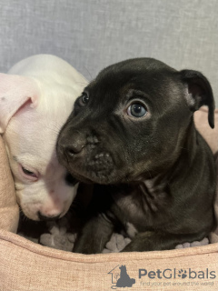 Zdjęcie №2 do zapowiedźy № 132089 na sprzedaż  amerykański staffordshire terier - wkupić się Australia prywatne ogłoszenie