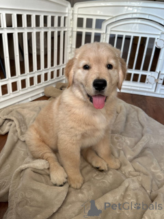 Zdjęcie №3. schéine Golden Retriever Welpen. Luksemburg