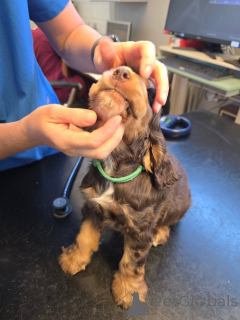 Zdjęcie №2 do zapowiedźy № 169105 na sprzedaż  cocker spaniel angielski - wkupić się Finlandia prywatne ogłoszenie
