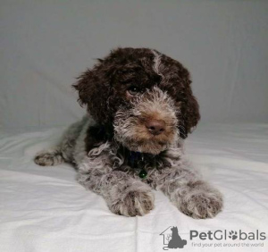 Zdjęcie №3. Szczenięta Lagotto Romagnolo. Serbia