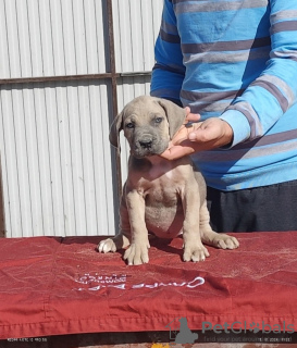 Zdjęcie №1. cane corso - na sprzedaż w Belgrad | negocjowane | Zapowiedź №120717