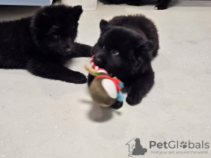 Dodatkowe zdjęcia: Svensk Lapphund szczenięta FCI