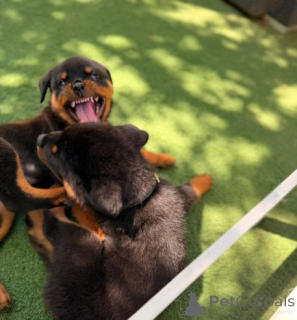 Zdjęcie №3. Gesunde Rottweilerwelpen zu verkaufen... Skontaktuj się z nami przez WhatsApp. Niemcy