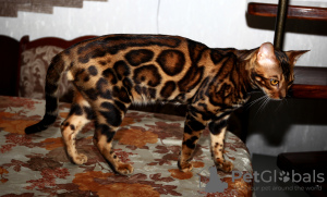 Zdjęcie №4. Krycia kot bengalski w Ukraina. Zapowiedź № 8089