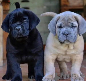 Zdjęcie №1. cane corso - na sprzedaż w Batumi | negocjowane | Zapowiedź №174904