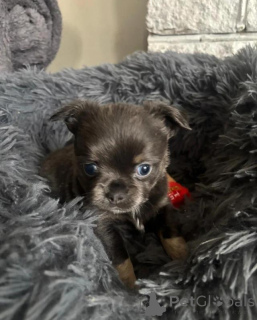 Zdjęcie №3. szczenięta chihuahua w wieku 3 miesięcy. Niemcy