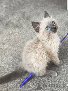 Zdjęcie №2 do zapowiedźy № 159068 na sprzedaż  ragdoll - wkupić się Niemcy hodowca