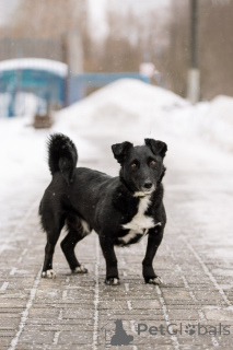 Zdjęcie №3. Oddajmy przystojniaka o imieniu Shnyrek w dobre ręce!. Federacja Rosyjska