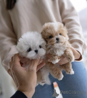 Zdjęcie №1. pudel (zabawka) - na sprzedaż w Sydnej | negocjowane | Zapowiedź №138678