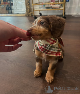 Zdjęcie №1. jamnik - na sprzedaż w Helsinki | 2392zł | Zapowiedź №164016