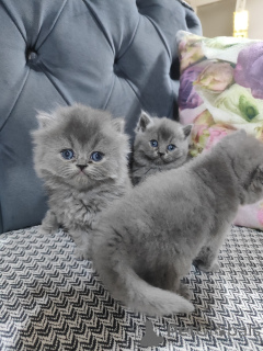 Zdjęcie №2 do zapowiedźy № 139144 na sprzedaż  amerykański bobtail długowłosy - wkupić się Turcja hodowca