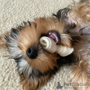 Zdjęcie №2 do zapowiedźy № 133372 na sprzedaż  yorkshire terrier - wkupić się Niemcy prywatne ogłoszenie