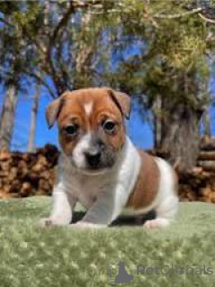Zdjęcie №2 do zapowiedźy № 164685 na sprzedaż  jack russell terrier - wkupić się Finlandia prywatne ogłoszenie, hodowca